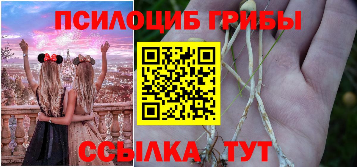 Псилоцибиновые грибы Psilocybine cubensis Новозыбков
